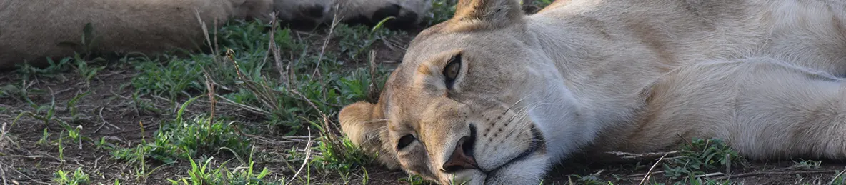 Serengeti National Park - Central