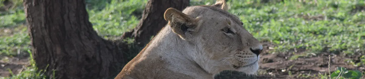 Serengeti National Park - Central