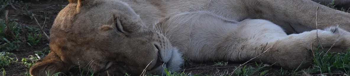 Serengeti National Park - Central