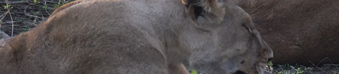 Serengeti National Park - Central