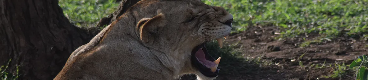 Serengeti National Park - Central