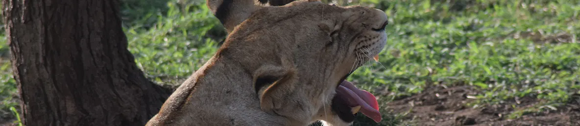 Serengeti National Park - Central