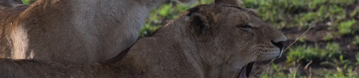 Serengeti National Park - Central