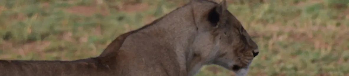 Serengeti National Park - Central