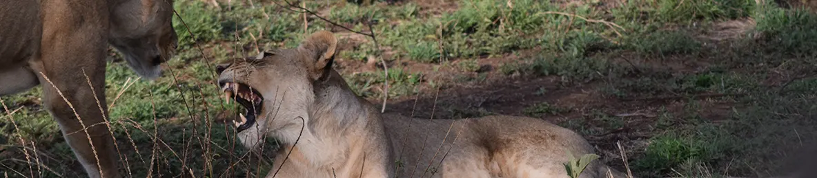 Serengeti National Park - Central