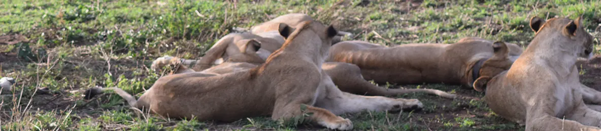 Serengeti National Park - Central