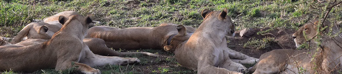 Serengeti National Park - Central