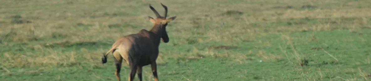 Serengeti National Park - Central