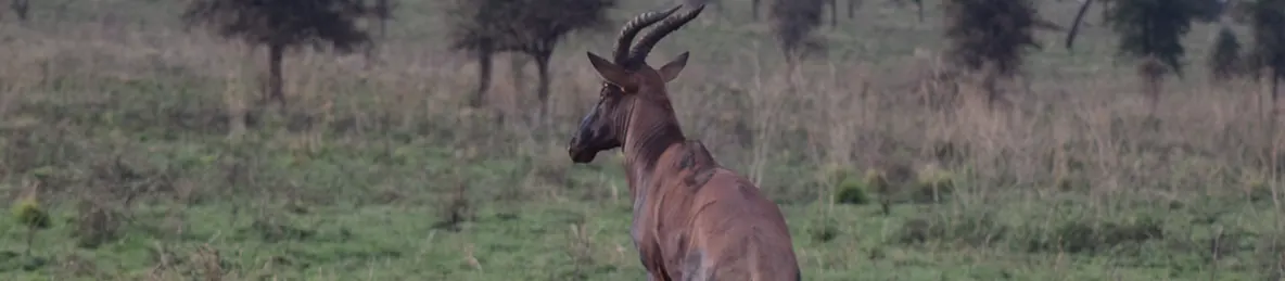 Serengeti National Park - Central