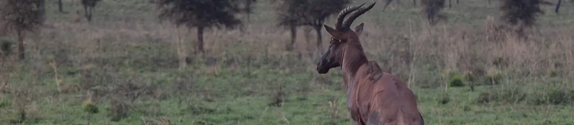 Serengeti National Park - Central