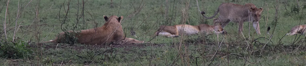 Serengeti National Park - Central