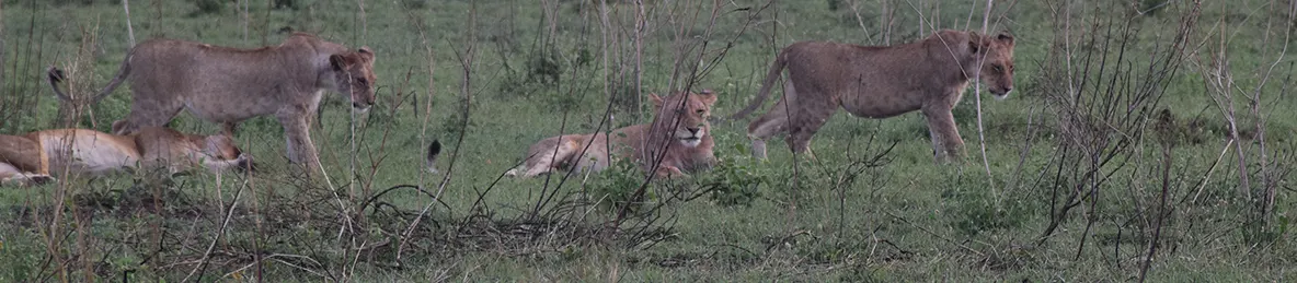 Serengeti National Park - Central
