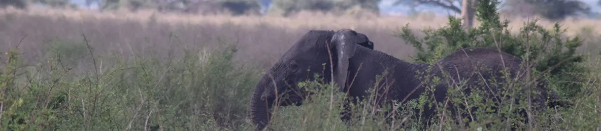 Serengeti National Park - Central