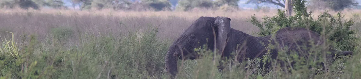 Serengeti National Park - Central