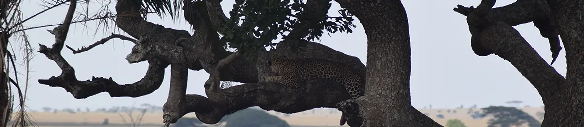 Serengeti National Park - Central