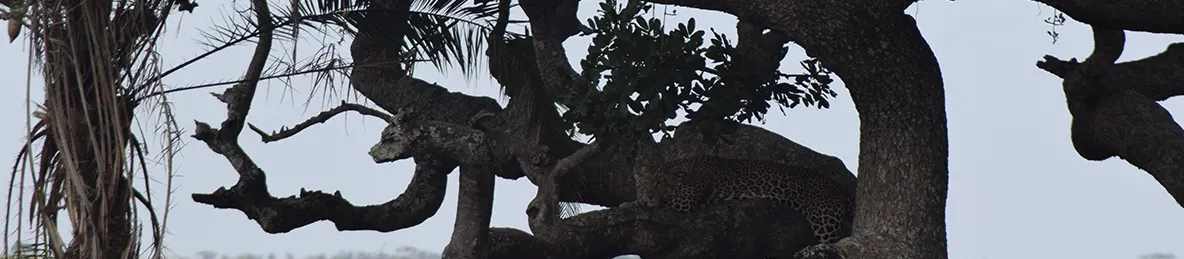 Serengeti National Park - Central