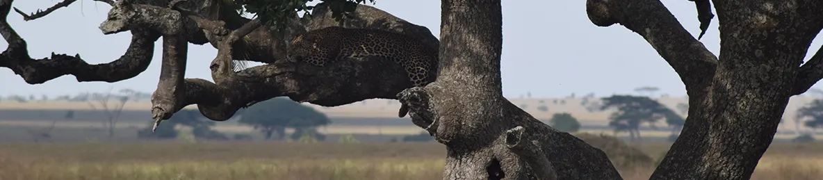 Serengeti National Park - Central