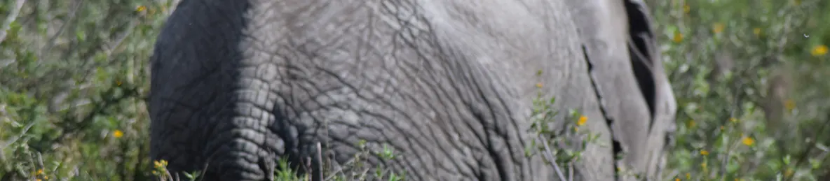 Serengeti National Park - Central