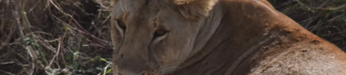 Serengeti National Park - Central