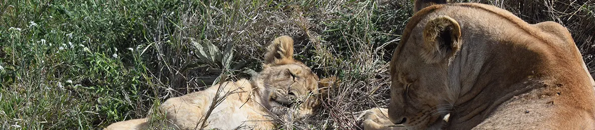 Serengeti National Park - Central