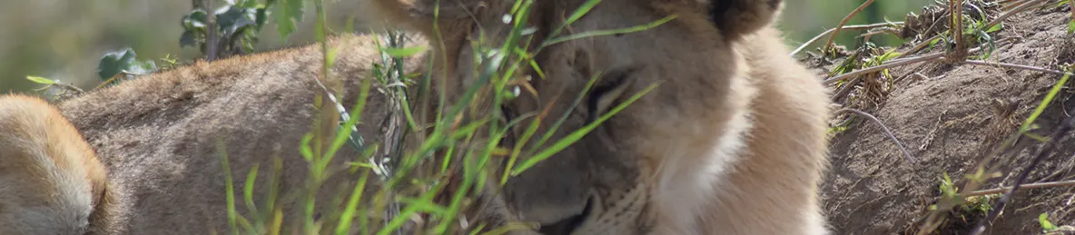 Serengeti National Park - Central