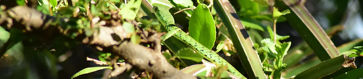 Serengeti National Park - Central