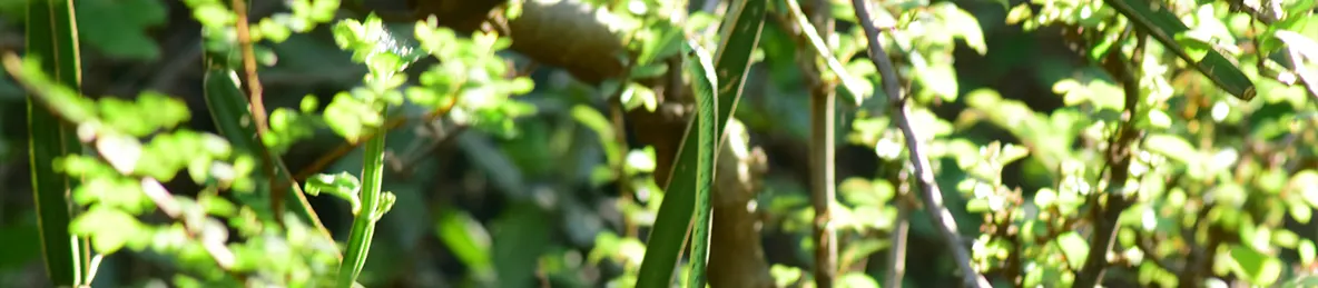 Serengeti National Park - Central