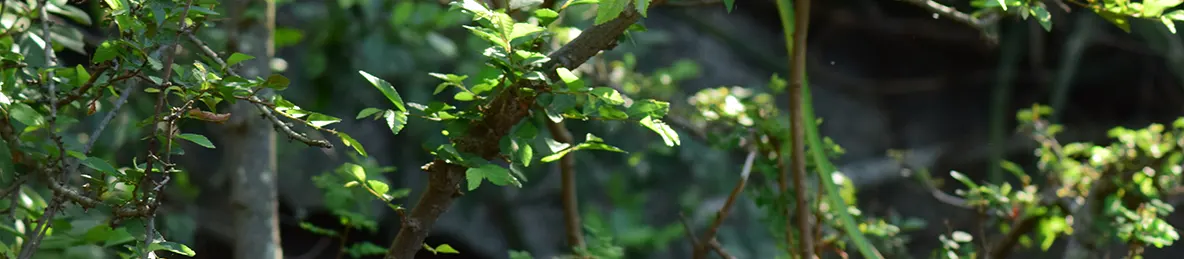 Serengeti National Park - Central