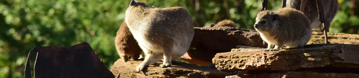 Serengeti National Park - Central