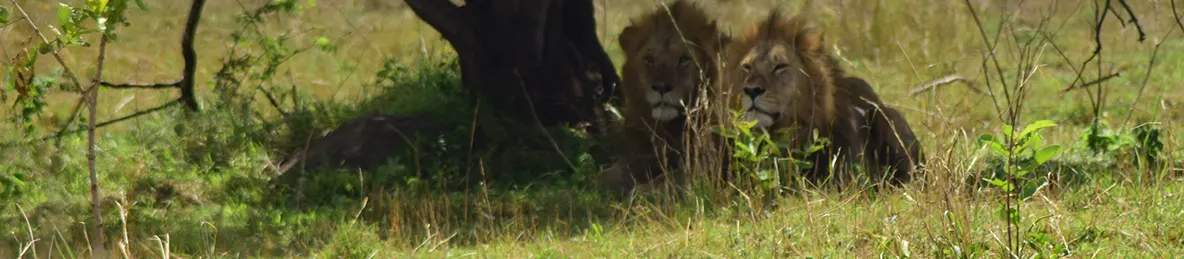 Serengeti National Park - Central