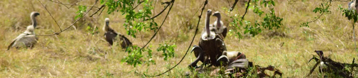 Serengeti National Park - Central