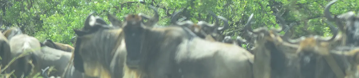 Serengeti National Park - Central