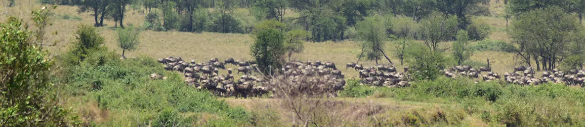 Serengeti National Park - Central
