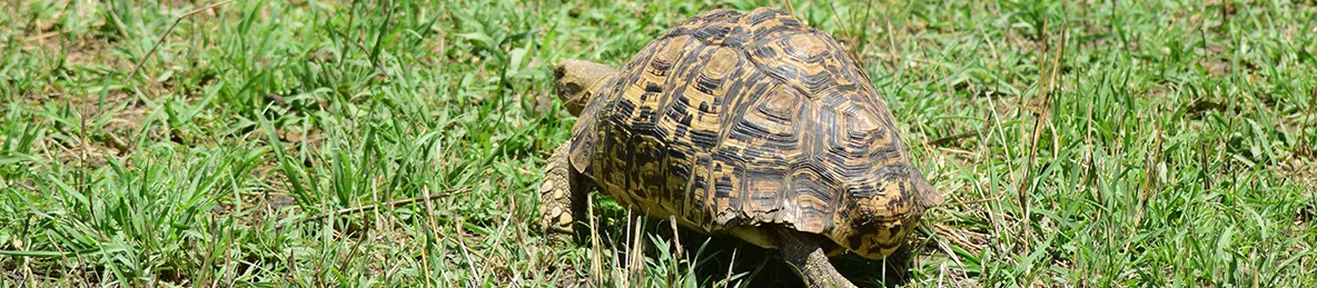 Serengeti National Park - Central