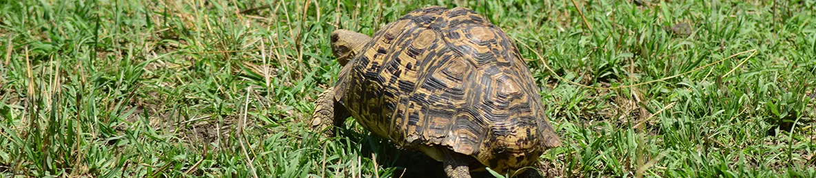 Serengeti National Park - Central