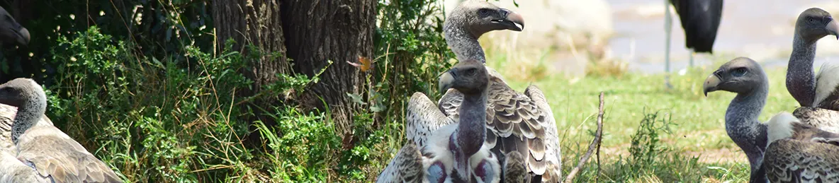 Serengeti National Park - Central