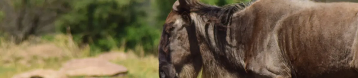Serengeti National Park - Central