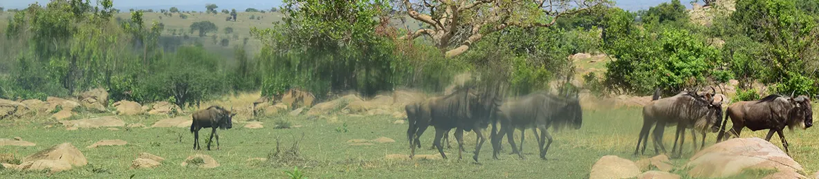 Serengeti National Park - Central