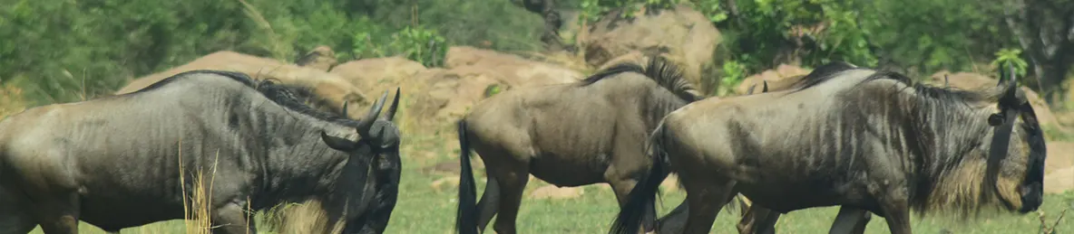 Serengeti National Park - Central