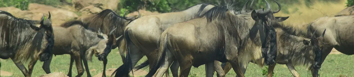 Serengeti National Park - Central