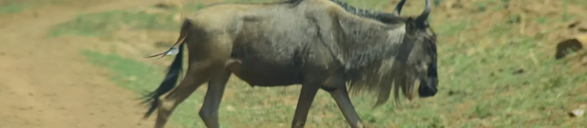 Serengeti National Park - Central