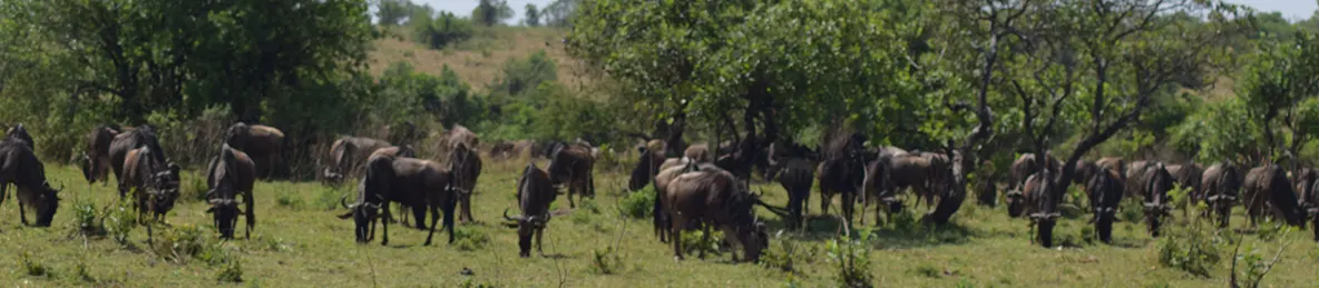 Serengeti National Park - Central