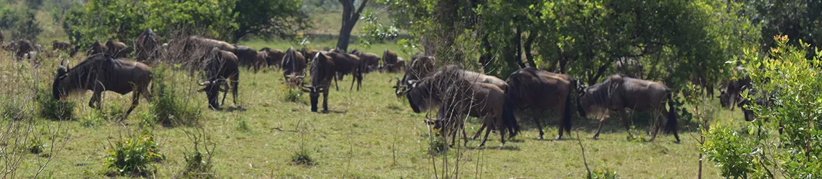 Serengeti National Park - Central