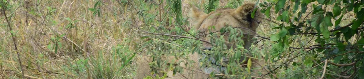 Serengeti National Park - Central