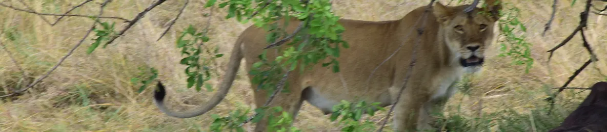 Serengeti National Park - Central