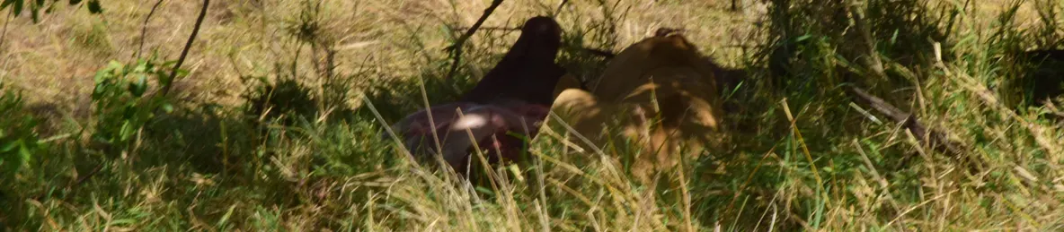 Serengeti National Park - Central