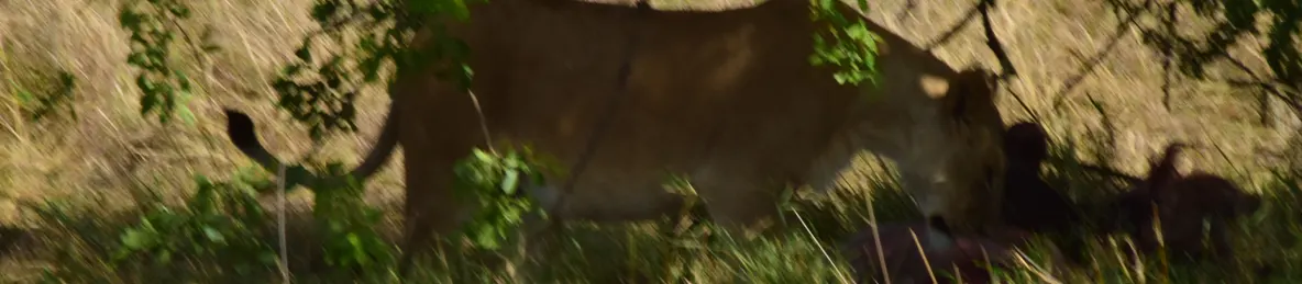 Serengeti National Park - Central