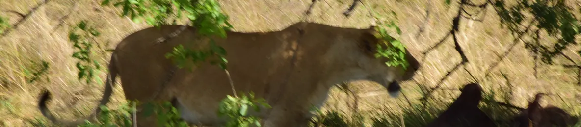 Serengeti National Park - Central