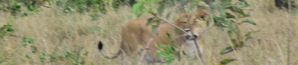 Serengeti National Park - Central