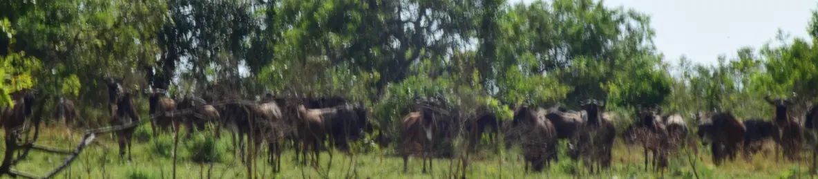 Serengeti National Park - Central